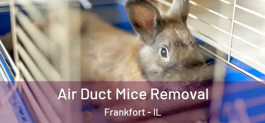  Air Duct Mice Removal Frankfort - IL